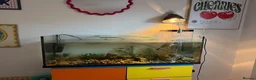 Turtle reptiles for sale: Map Turtle  in Cheltenham - Advert 2