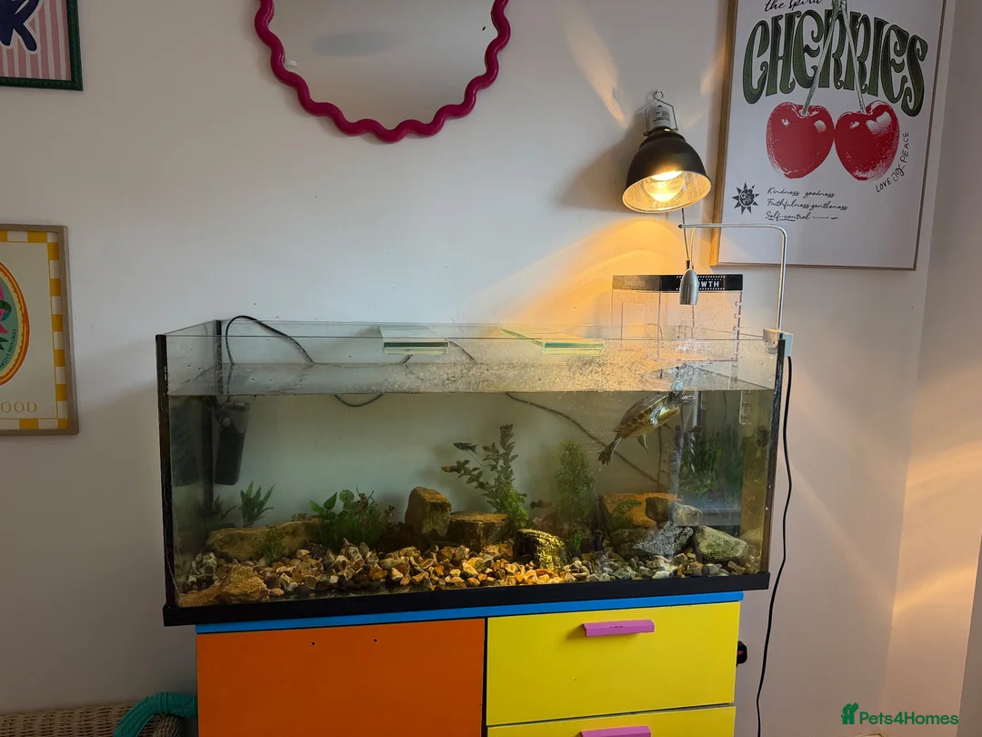 Turtle reptiles for sale: Map Turtle  in Cheltenham - Advert 2