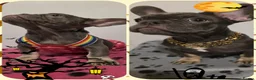 French Bulldog dogs for sale: French Bulldog Puppies in Lichfield - Advert 1