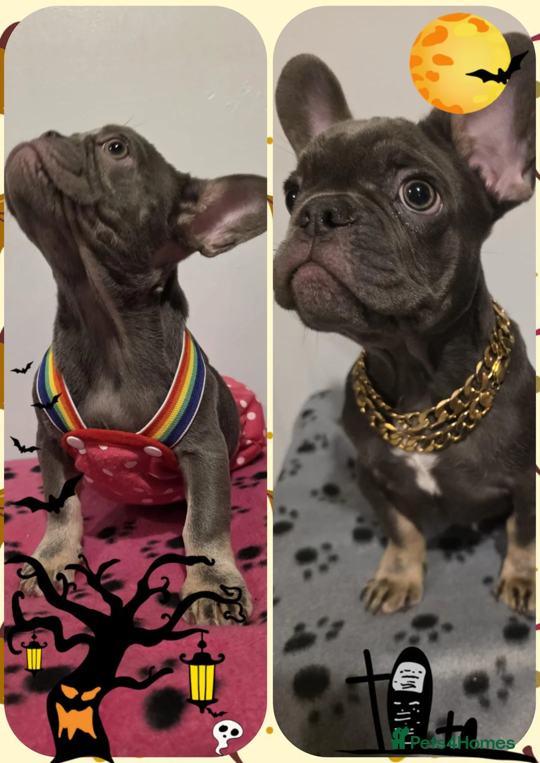 French Bulldog dogs for sale: French Bulldog Puppies in Lichfield - Advert 1
