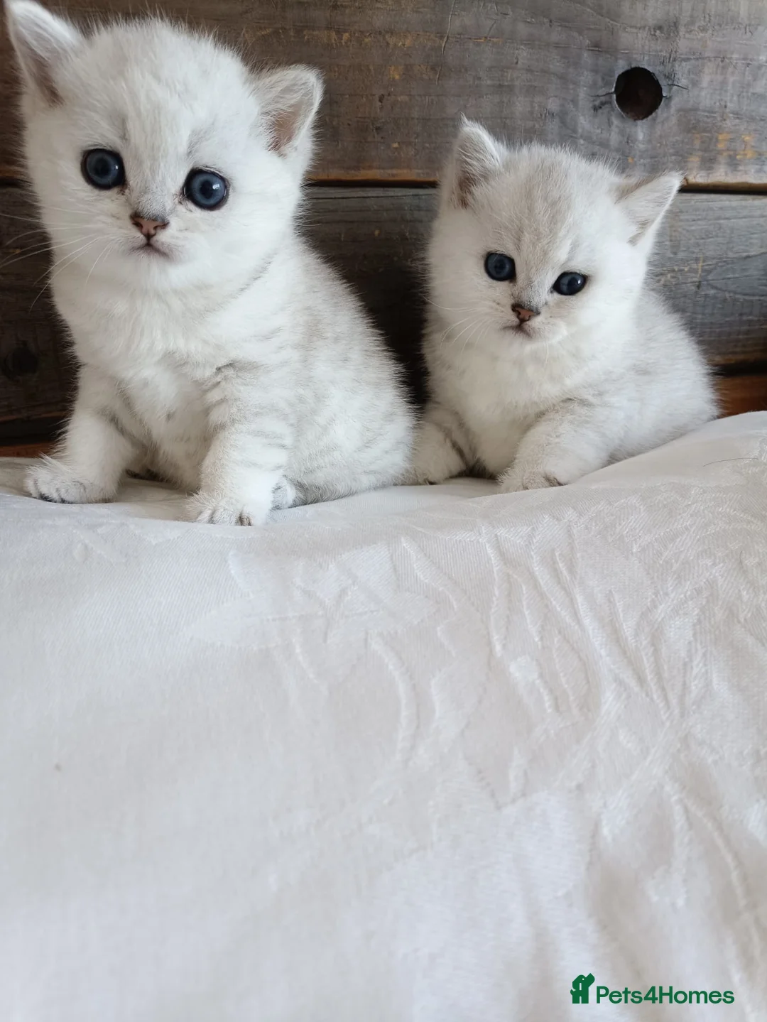 British Shorthair cats for sale: British Shorthair Silver Shaded NS11 in Leicester - Advert 2