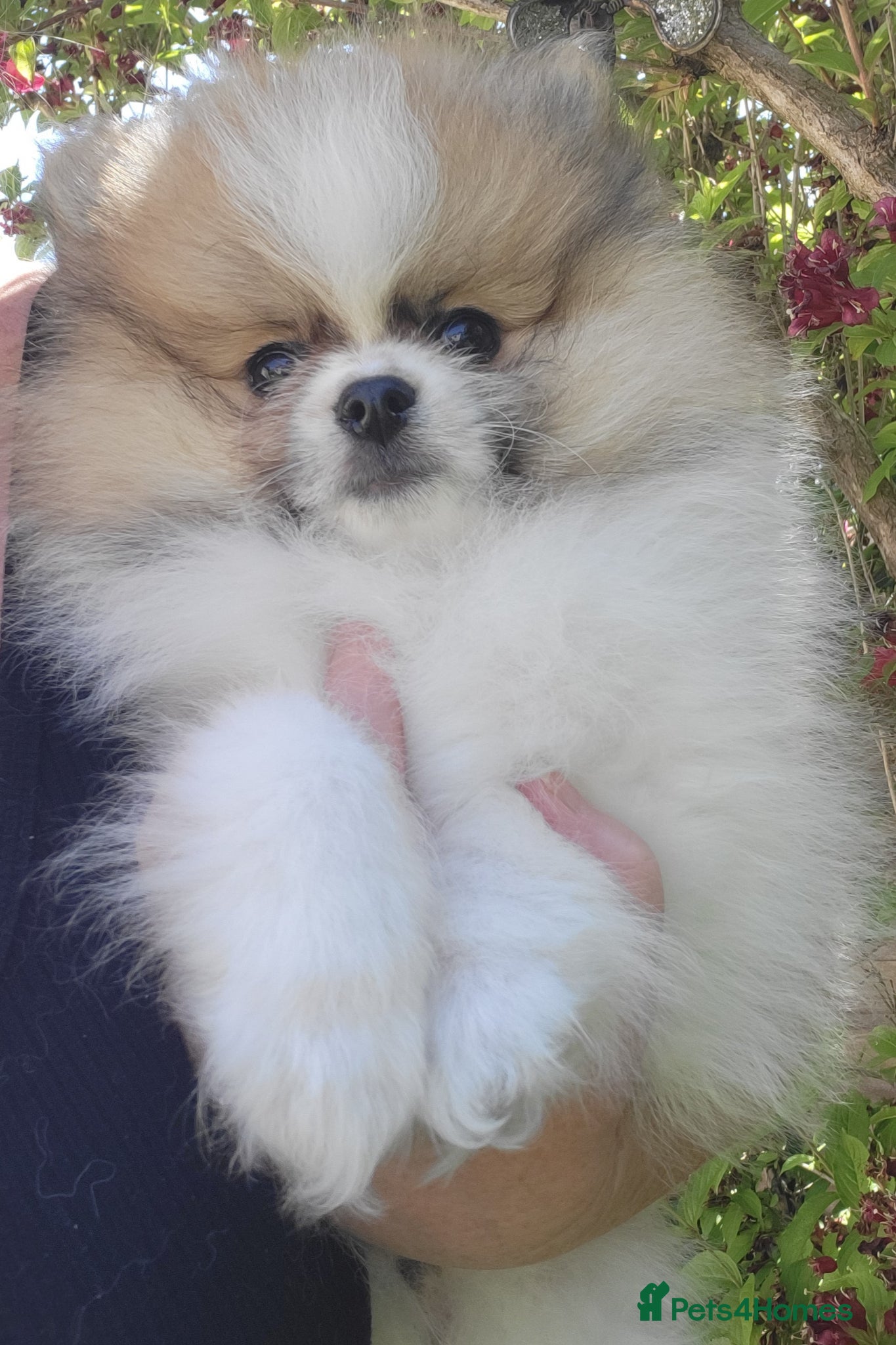 Pomeranian dogs Pedigree Pomeranian Puppies for sale - Advert 18