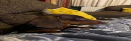 Miniature Dachshund dogs for sale: Miniature dachshund Albert please read description in Loughborough - Advert 8