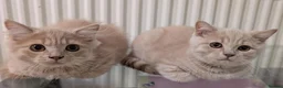 British Longhair cats for sale: Last GCCF reg British longhair kitten ready now - Advert 9