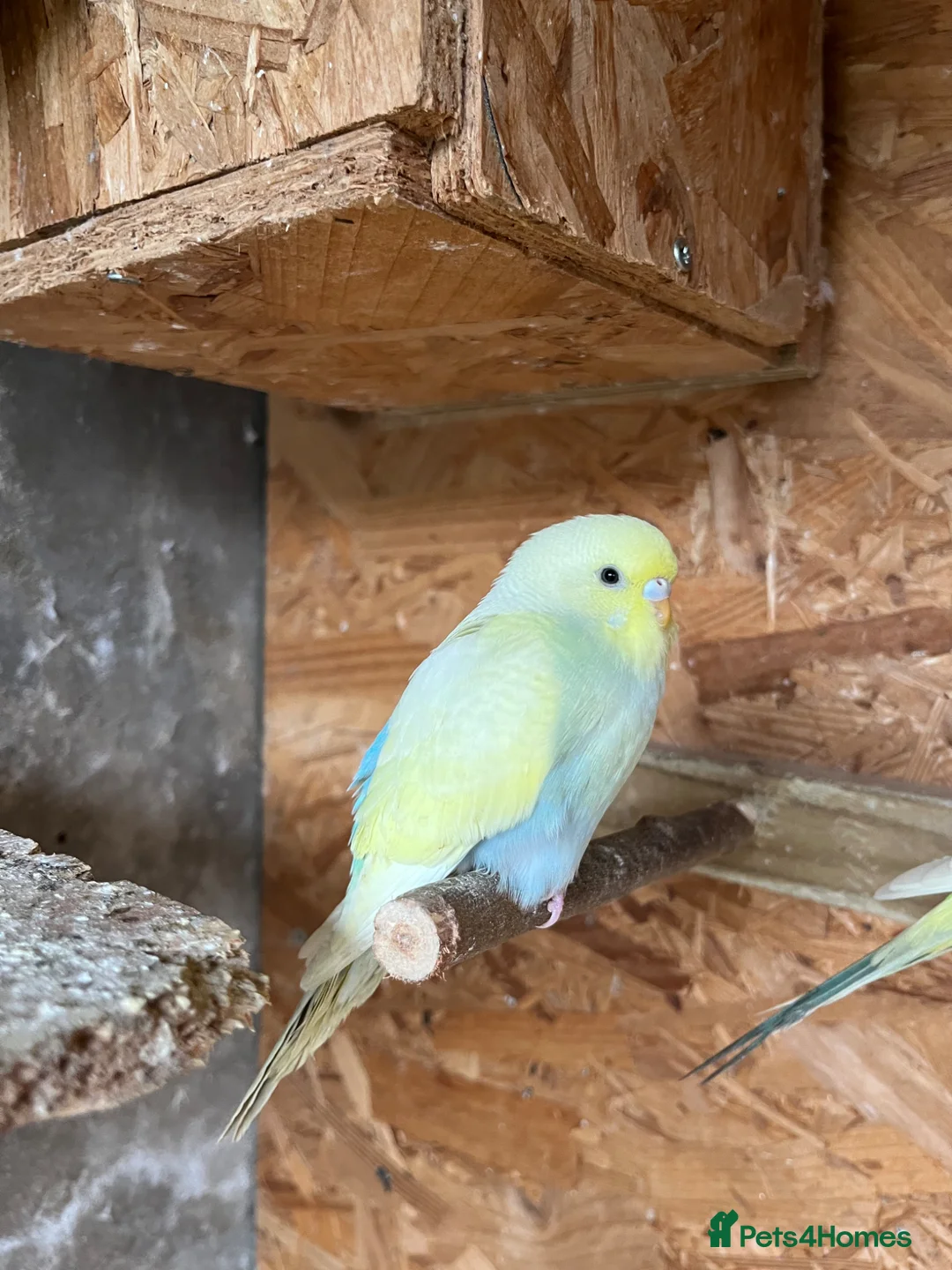 Budgerigars birds for sale: Beautiful budgerigar looking for a companion  - Advert 2