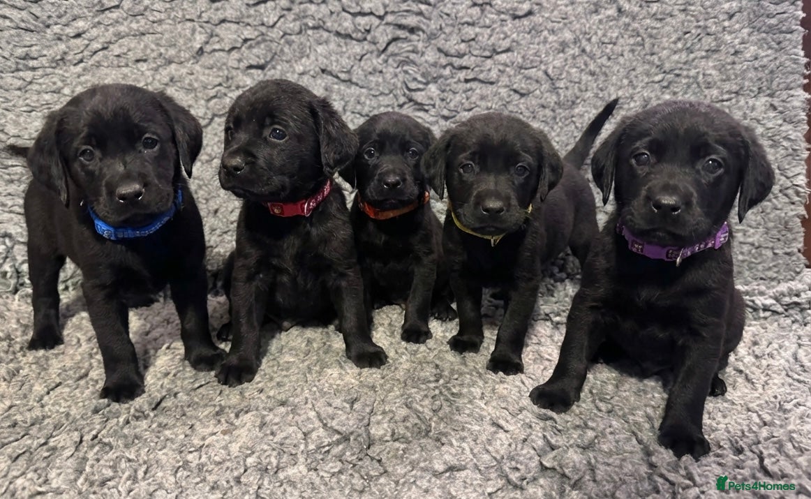 Labrador Retriever dogs KC Reg Labrador Pups - Advert 4