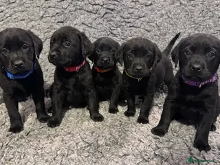 Labrador Retriever dogs KC Reg Labrador Pups - Advert 17