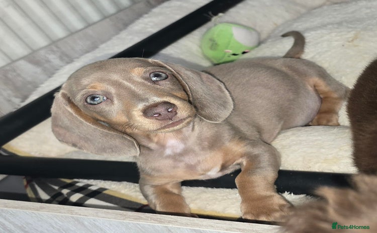 Miniature Dachshund dogs - Advert 4