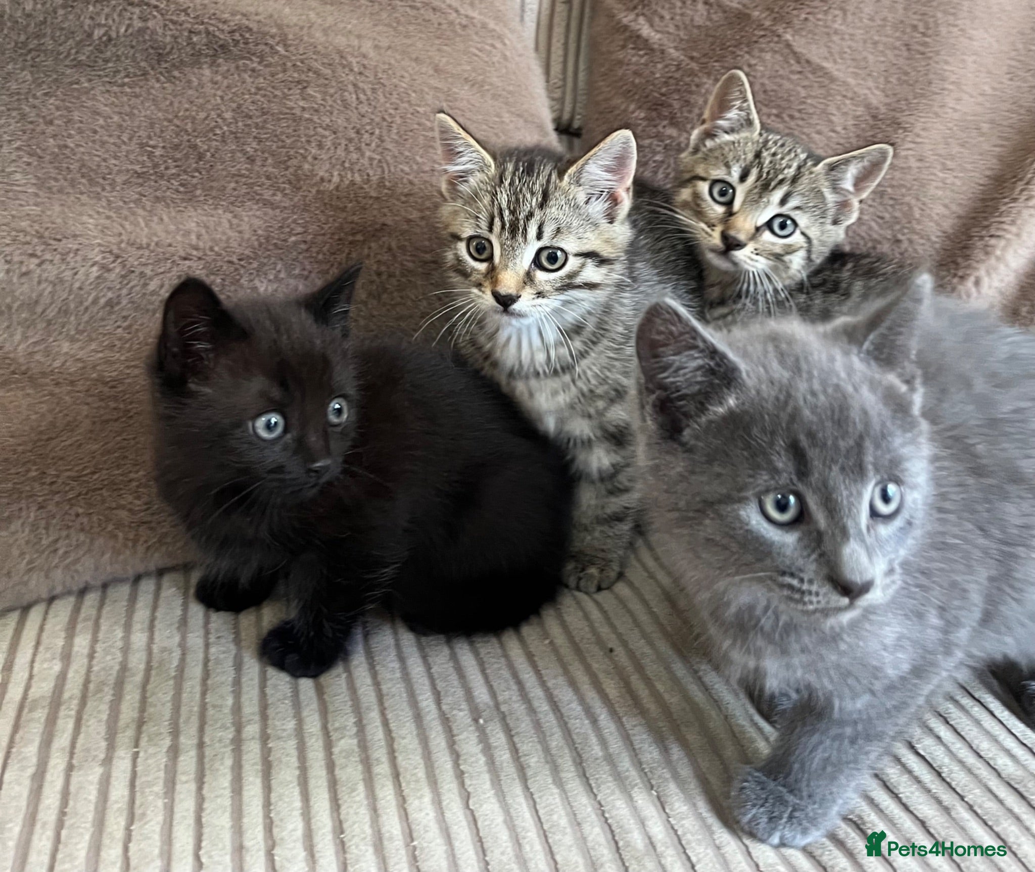 Mixed Breed cats Adorable Kittens for Sale - Advert 3