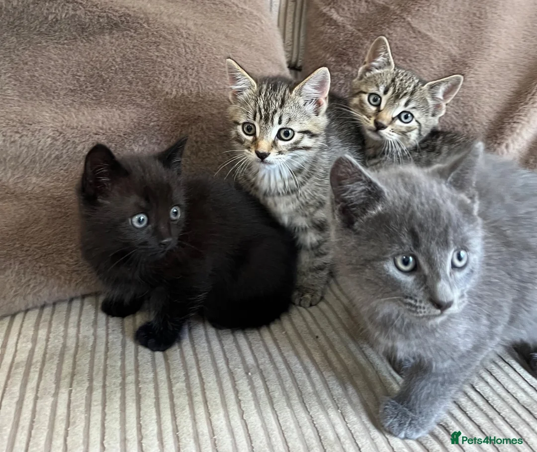 Mixed Breed cats for sale: Adorable Kittens for Sale - Advert 1