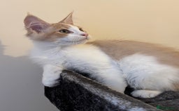Maine Coon cats for sale: A wonderful Maine Coon Shaded Line male - Image 6