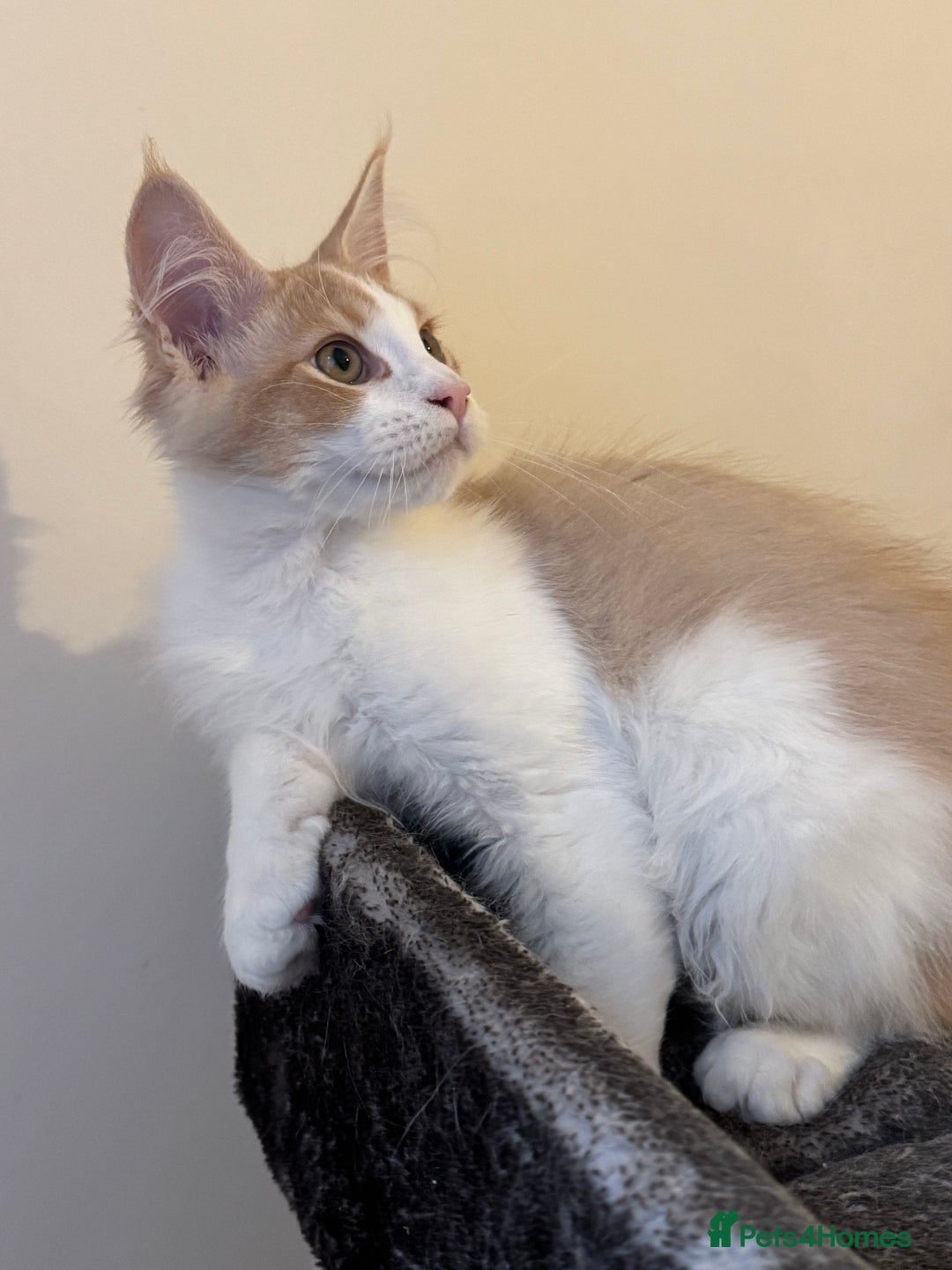 Maine Coon cats for sale: A wonderful Maine Coon Shaded Line male - Image 6