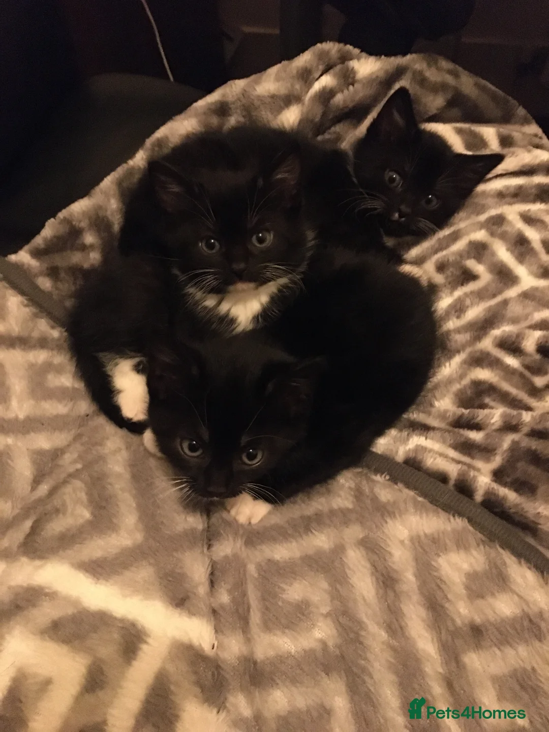 American Shorthair cats for sale: Black Tuxedo's x3 STUNNING CALM MUM in Hartlepool - Advert 1