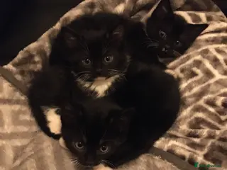 American Shorthair cats Black Tuxedo's x3 STUNNING CALM MUM - Advert 3