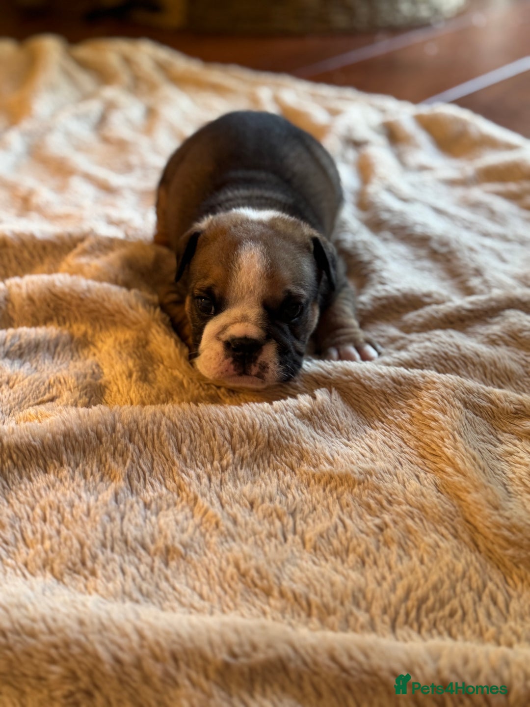 English Bulldog dogs for sale: Red and White English Bulldogs  - Advert 11