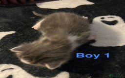 Mixed Breed cats for sale: 5 gorgeous kittens - Image 7