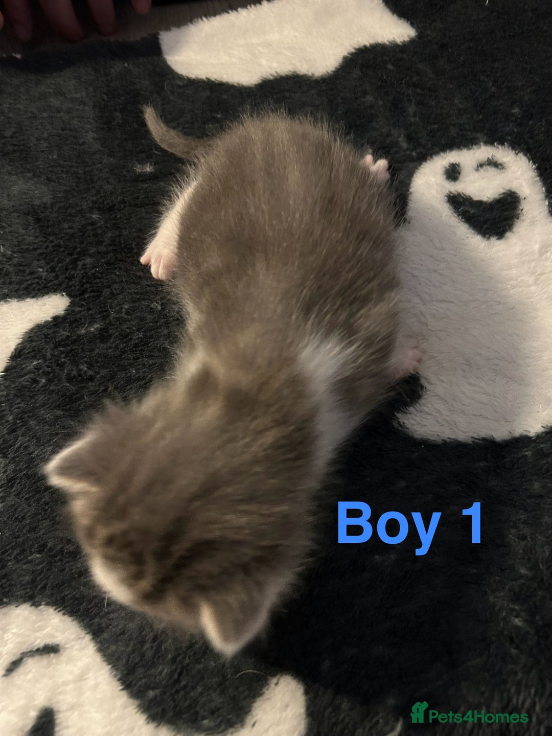 Mixed Breed cats for sale: 5 gorgeous kittens - Image 7