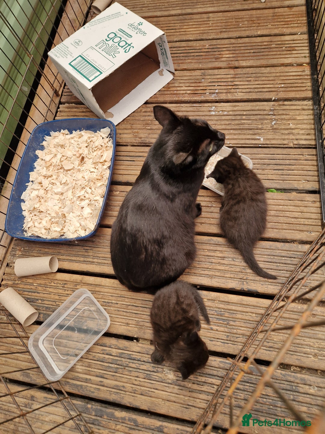 Mixed Breed cats for sale: Black kittens  - Image 4