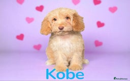 Cockapoo dogs for sale: ⭐️REDUCED⭐️READY NOW⭐️ chocolate DNA clear F1 - Image 4