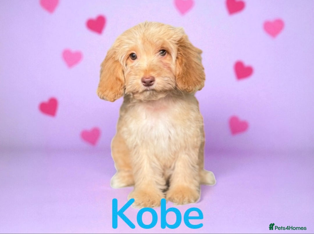 Cockapoo dogs for sale: ⭐️REDUCED⭐️READY NOW⭐️ chocolate DNA clear F1 - Image 4