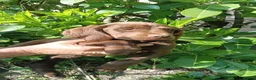 Pointer dogs for sale: HPR Puppies - Friendly ready Soon - Advert 15