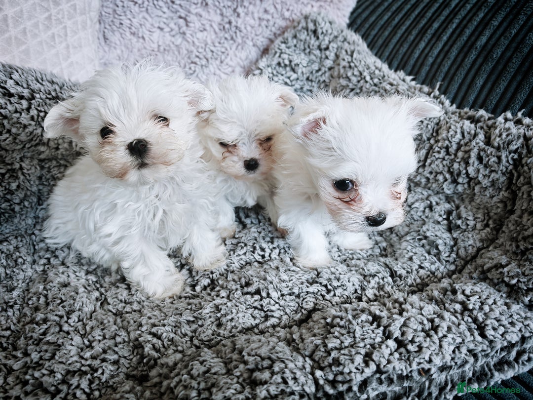 Charming Maltese Puppy Ready for a Loving Home for sale in