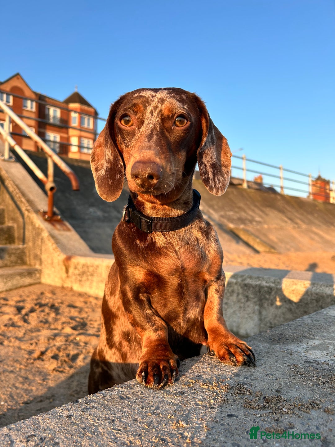 Dachshund dogs for sale: Dachshund for rehoming  - Advert 7