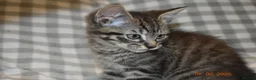 Mixed Breed cats for sale: 3 kittens for sale  - Advert 7