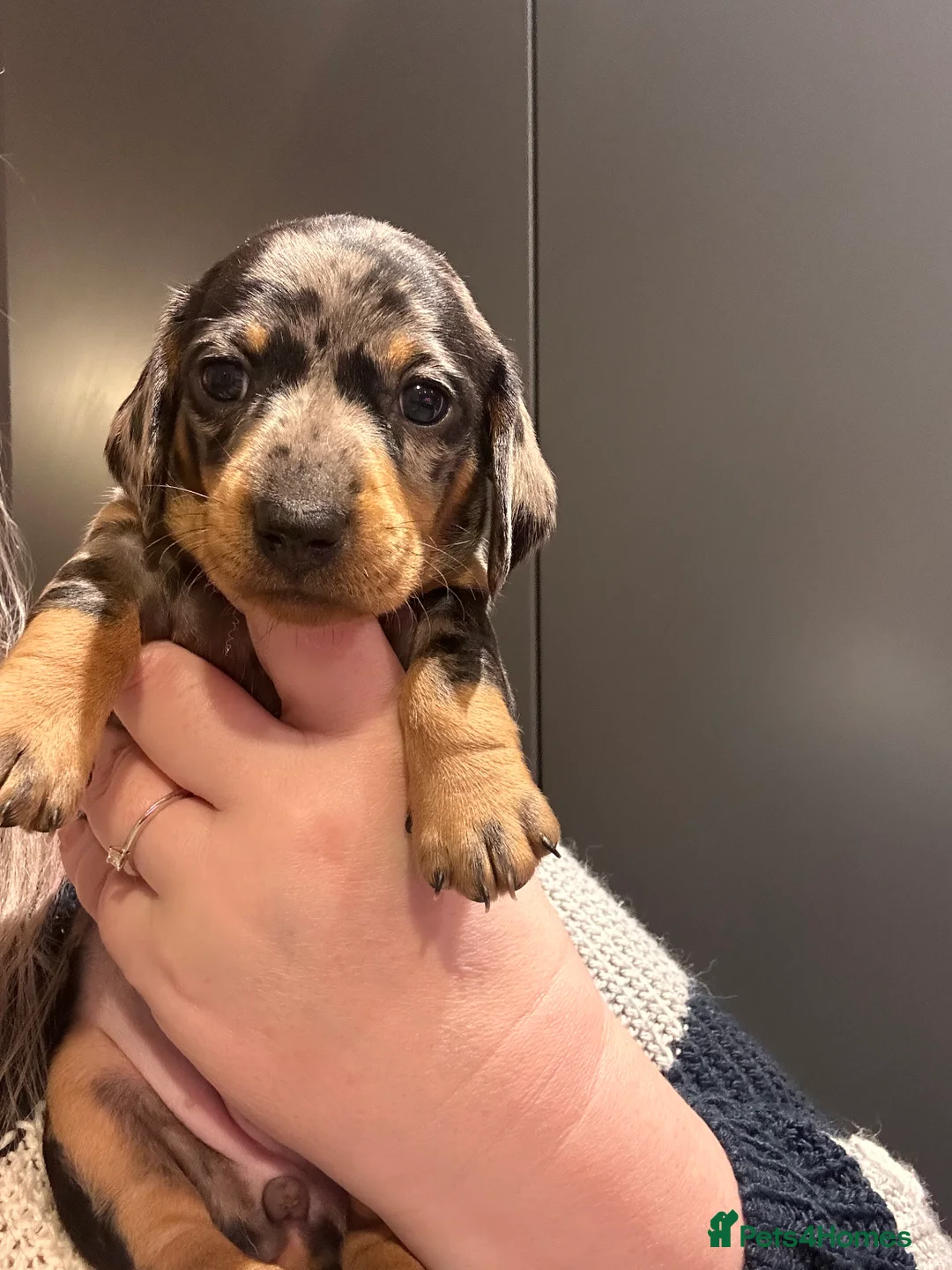 Miniature Dachshund dogs for sale: STUNNING KC MINIATURE DACHSHUND PUPS FOR SALE !!  - Advert 8