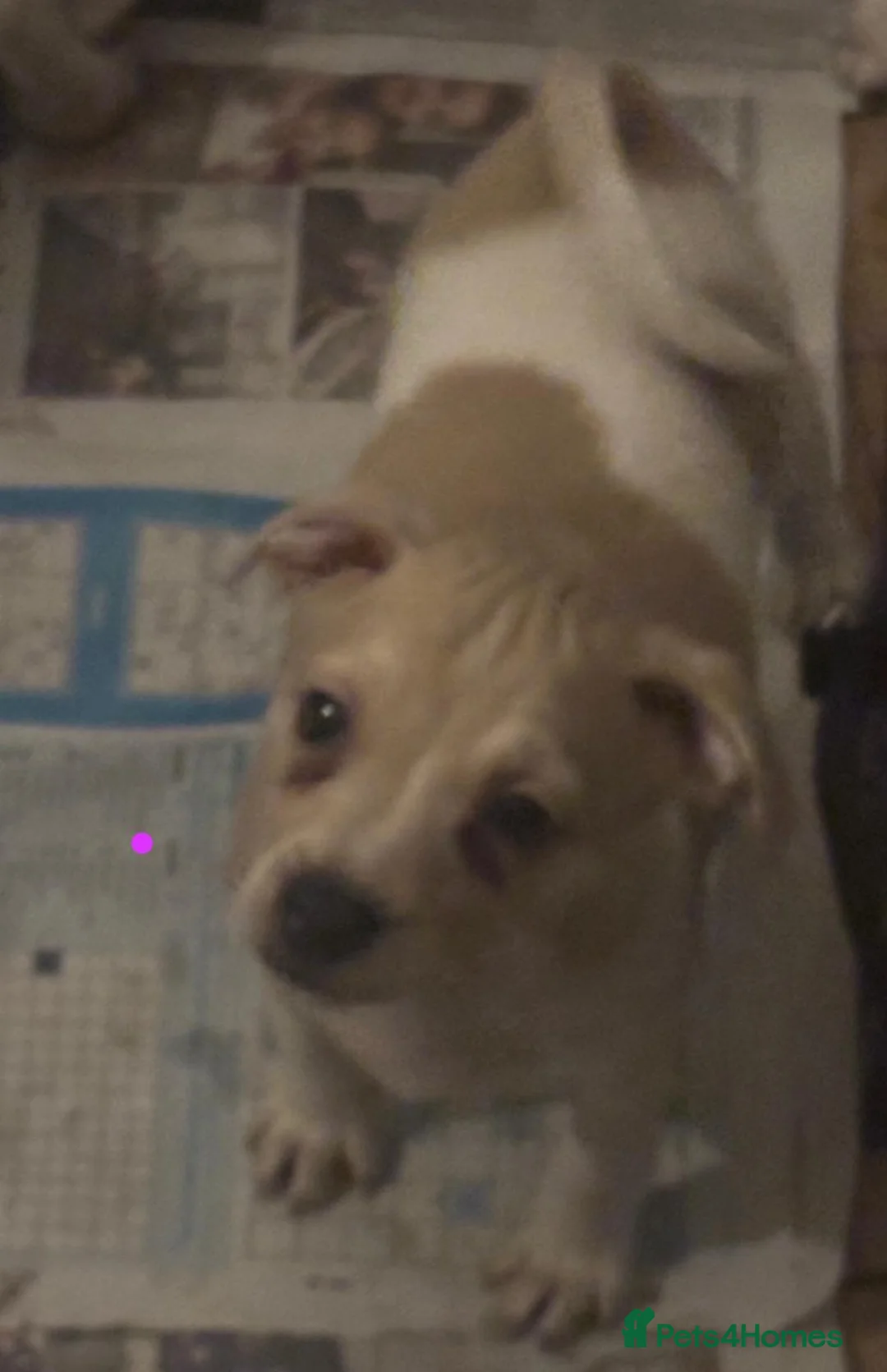 Jack Russell dogs for sale: Jack Russel pups  - Advert 4