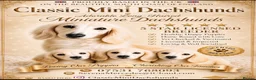 Miniature Dachshund dogs for sale: Beautiful Tiny shaded cream girls - Advert 10