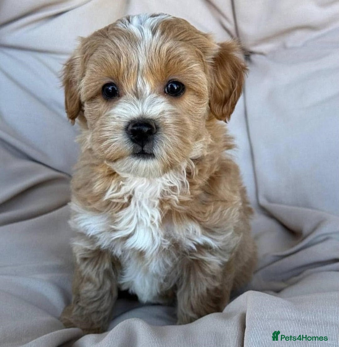 Maltipoo dogs for sale: Beautiful tiny size Maltipoo Puppies Available!  - Image 2