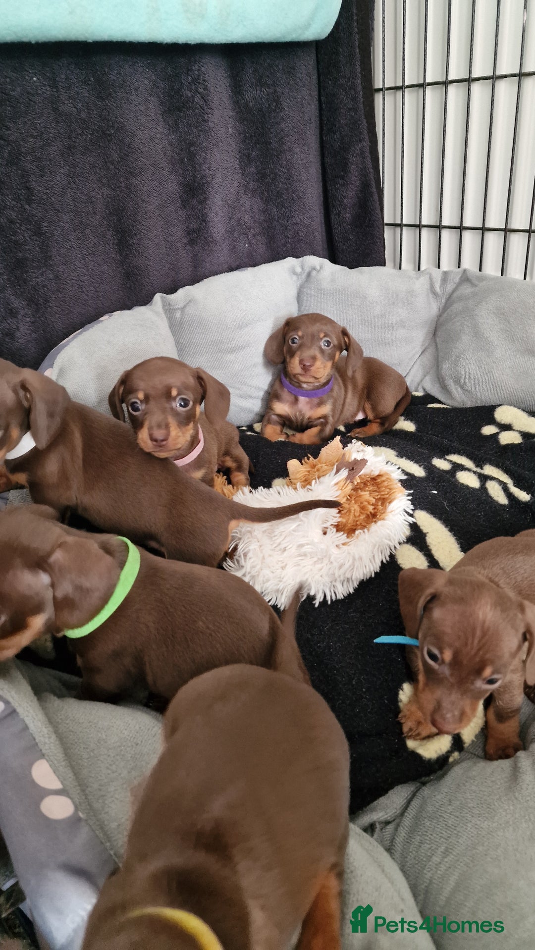 Dachshund dogs for sale: Miniature Smooth Haired Dachshund Puppies - Image 23