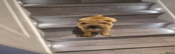 Shar Pei dogs for sale: Male shar pei for sale in Gateshead - Advert 18