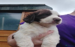 Mixed Breed dogs for sale: Border collie cocker puppies 1 Male available  - Image 5