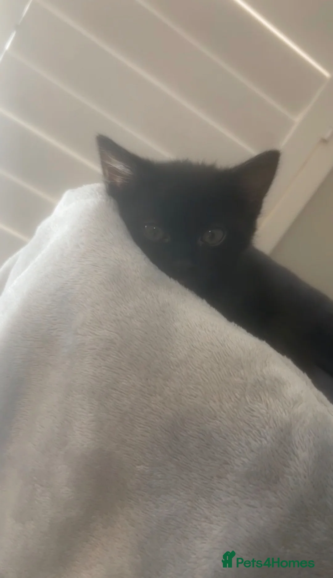 Mixed Breed cats for sale: ‼️🐾two beautiful tuxedo kittens 🐾‼️ in Southampton - Advert 2