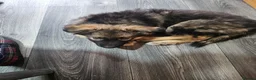 Shepsky dogs for sale: shepsky puppies in Inverurie - Advert 8
