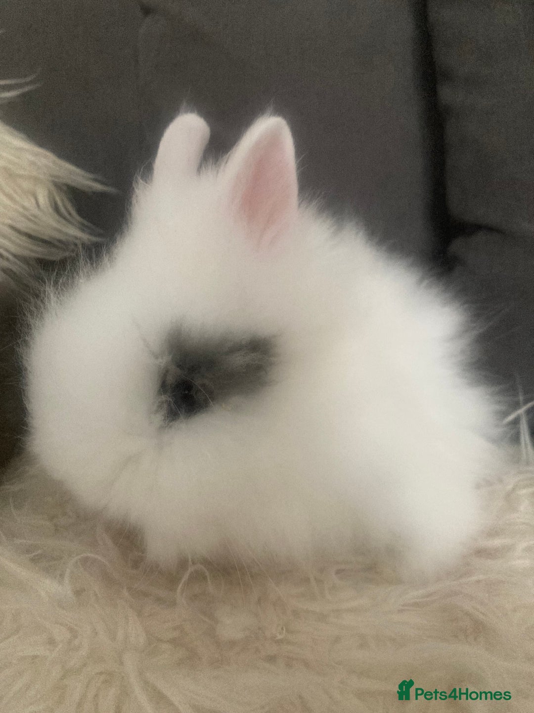 Lionhead rabbits for sale: Beautiful DoubleMane Lionhead Baby Bunnies/Rabbits - Image 7