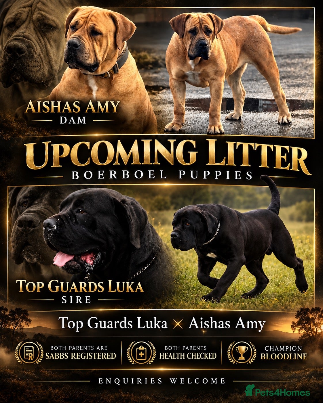 Boerboel dogs 🐾 BOERBOEL PUPPIES – UPCOMING LITTER 🐾 - Advert 1