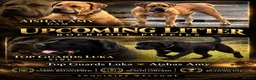 Boerboel dogs for sale: 🐾 BOERBOEL PUPPIES – UPCOMING LITTER 🐾 - Advert 1