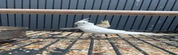 Cockatiels birds for sale: Stunning Various Young Cockatiels - Advert 4