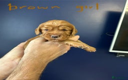 Cocker Spaniel dogs for sale: working cocker spaniel puppies - Image 5