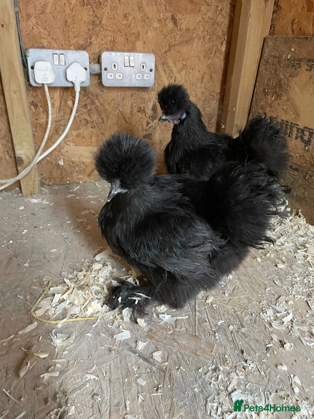 Chickens poultry for sale: Varies silkies  - Advert 2