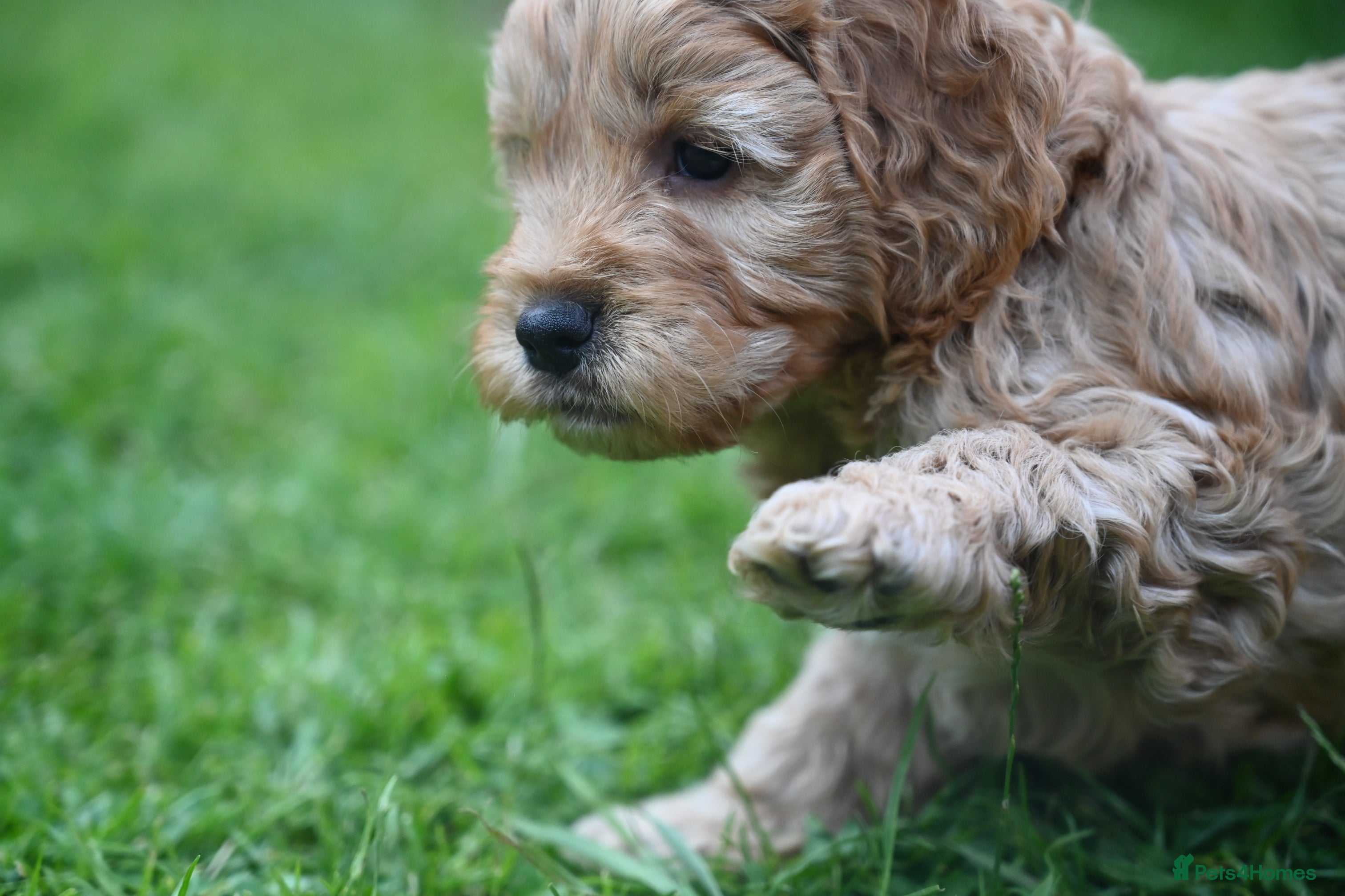 Cockapoo dogs 🌟 Vet-Checked F2 Cockapoo Girls – Ready 24 July🐾 - Advert 2