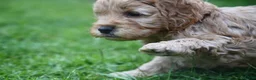 Cockapoo dogs for sale: 🌟 Vet-Checked F2 Cockapoo Girls – Ready 24 July🐾 - Advert 2