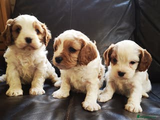 Cavapoo dogs F1B cavapoo puppies-extensively health tested - Advert 3