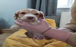 Cockapoo dogs for sale: Adorable Cockapoo puppies  - Image 27