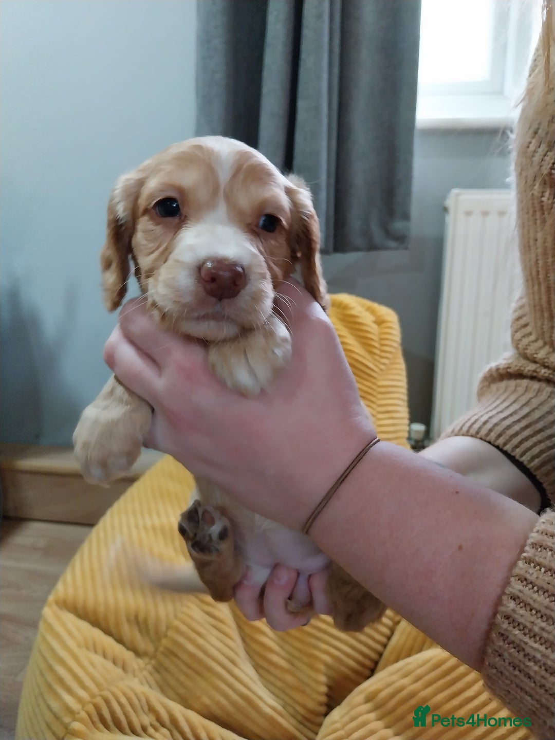 Cockapoo dogs for sale: Adorable Cockapoo puppies  - Image 27