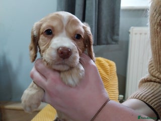 Cockapoo dogs Adorable Cockapoo puppies - Advert 12