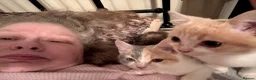 British Shorthair cats for sale: British short hair kittens in Blackpool - Advert 8